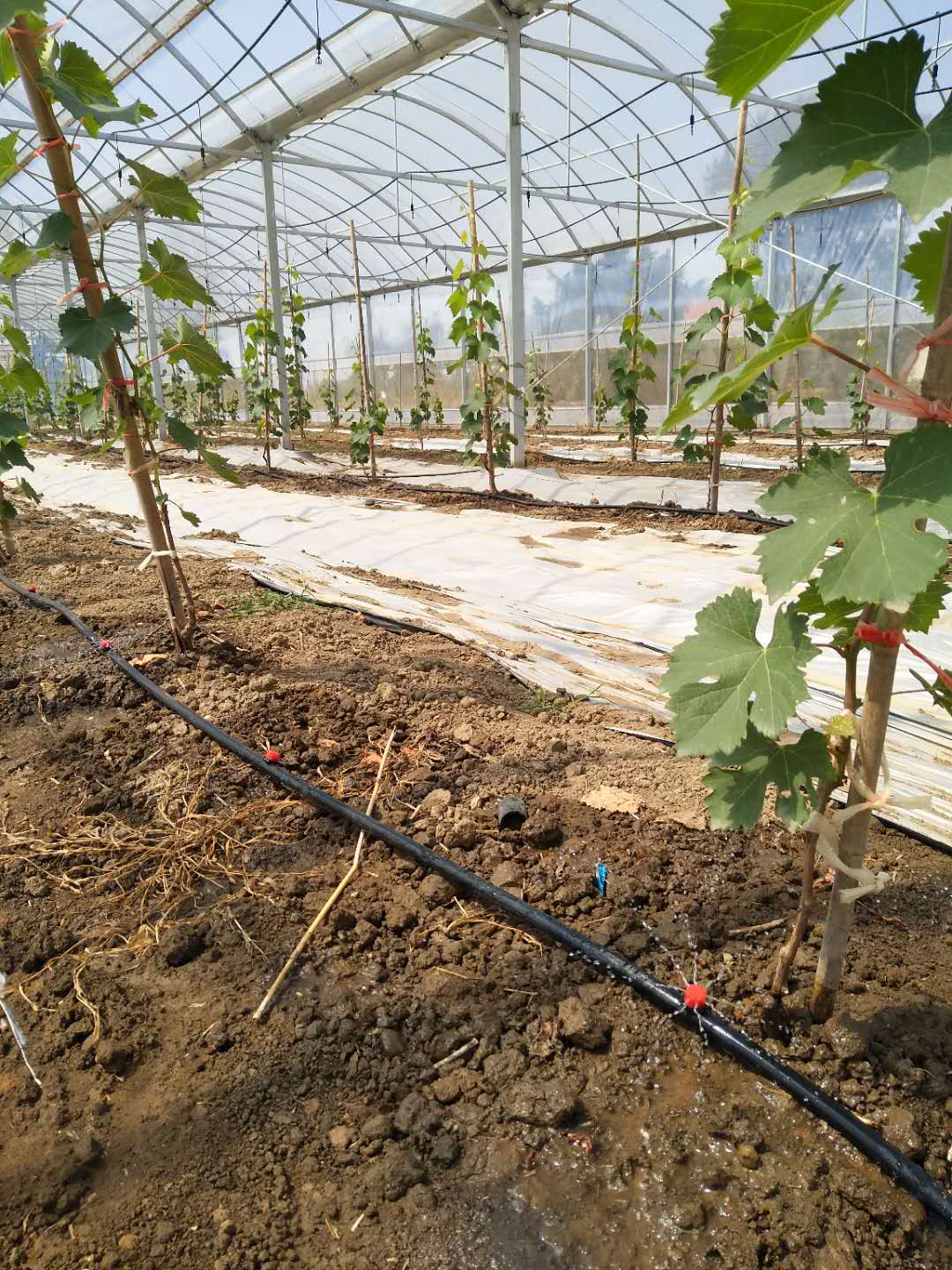 好色先生视频APP下载安装污案例