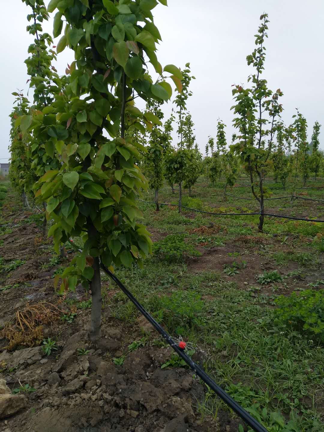 好色先生视频APP下载安装污案例