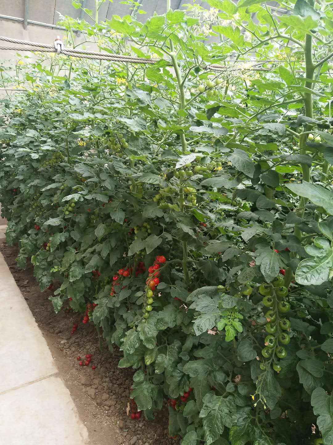 好色先生视频APP下载安装污案例